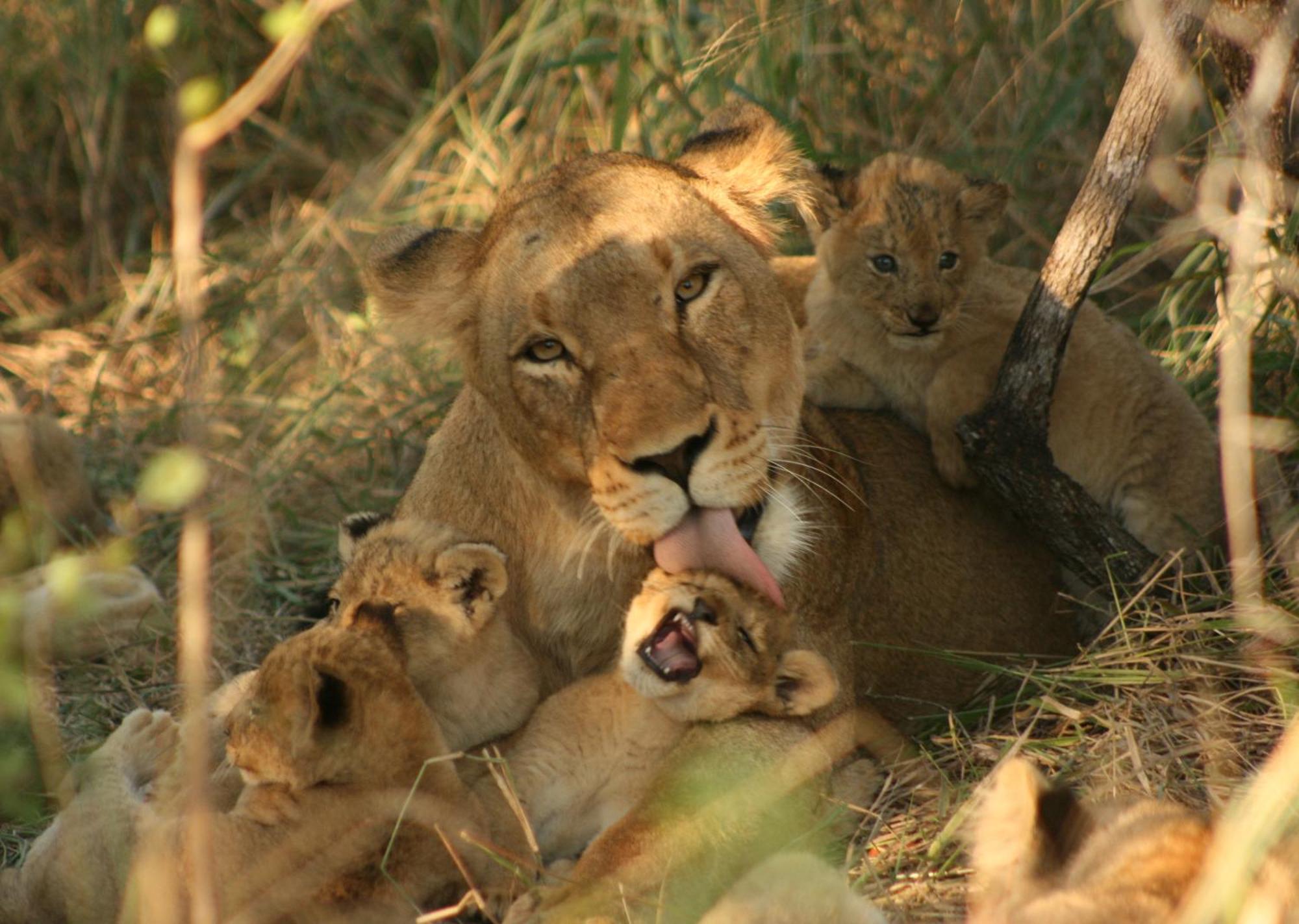 Mjejane Bush Camp By Dream Resorts Hectorspruit Zewnętrze zdjęcie