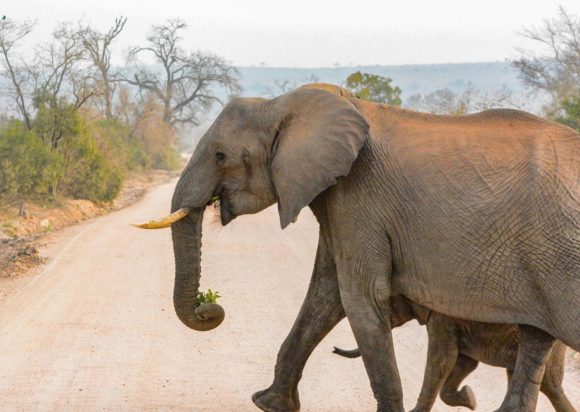 Mjejane Bush Camp By Dream Resorts Hectorspruit Zewnętrze zdjęcie
