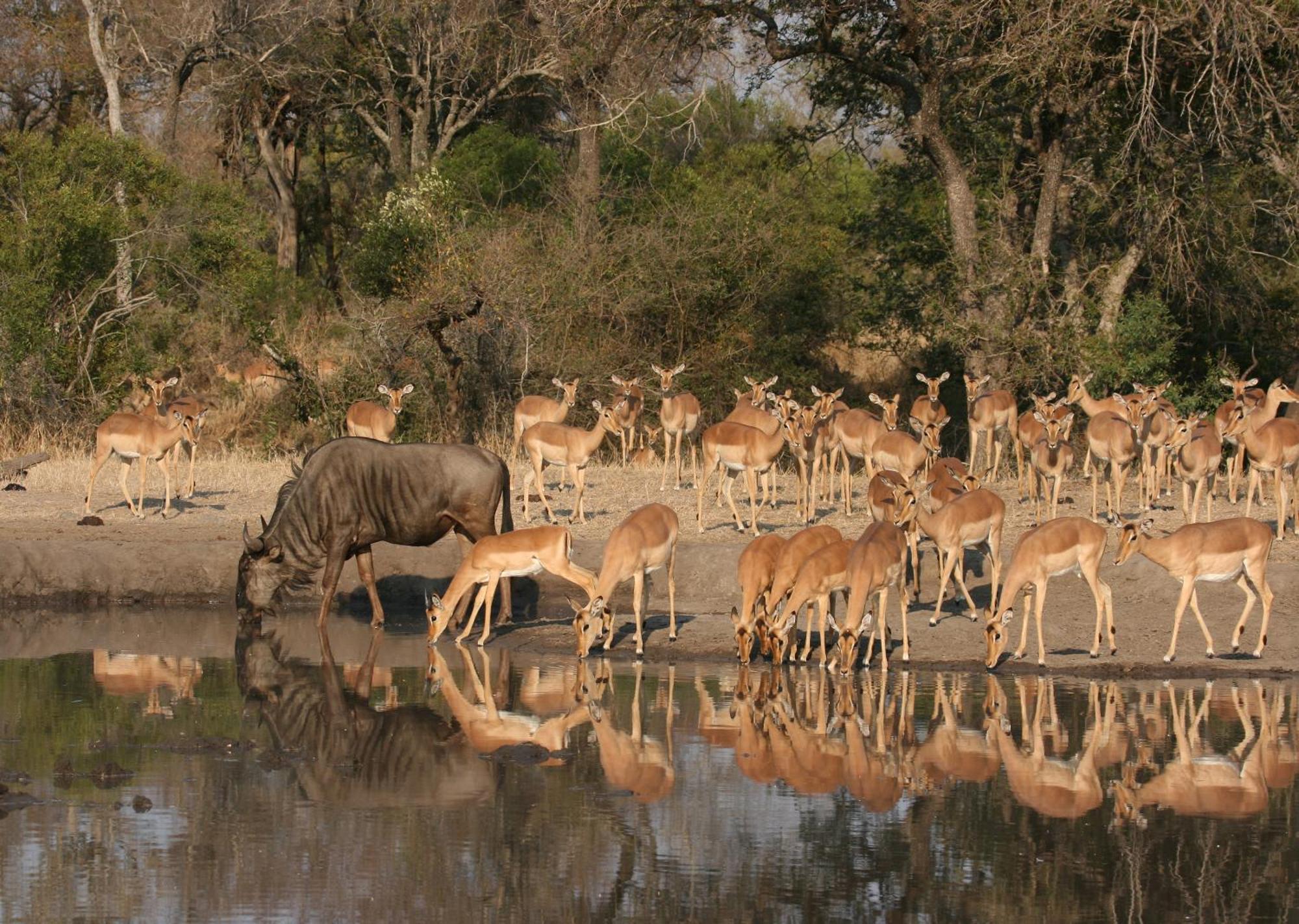 Mjejane Bush Camp By Dream Resorts Hectorspruit Zewnętrze zdjęcie