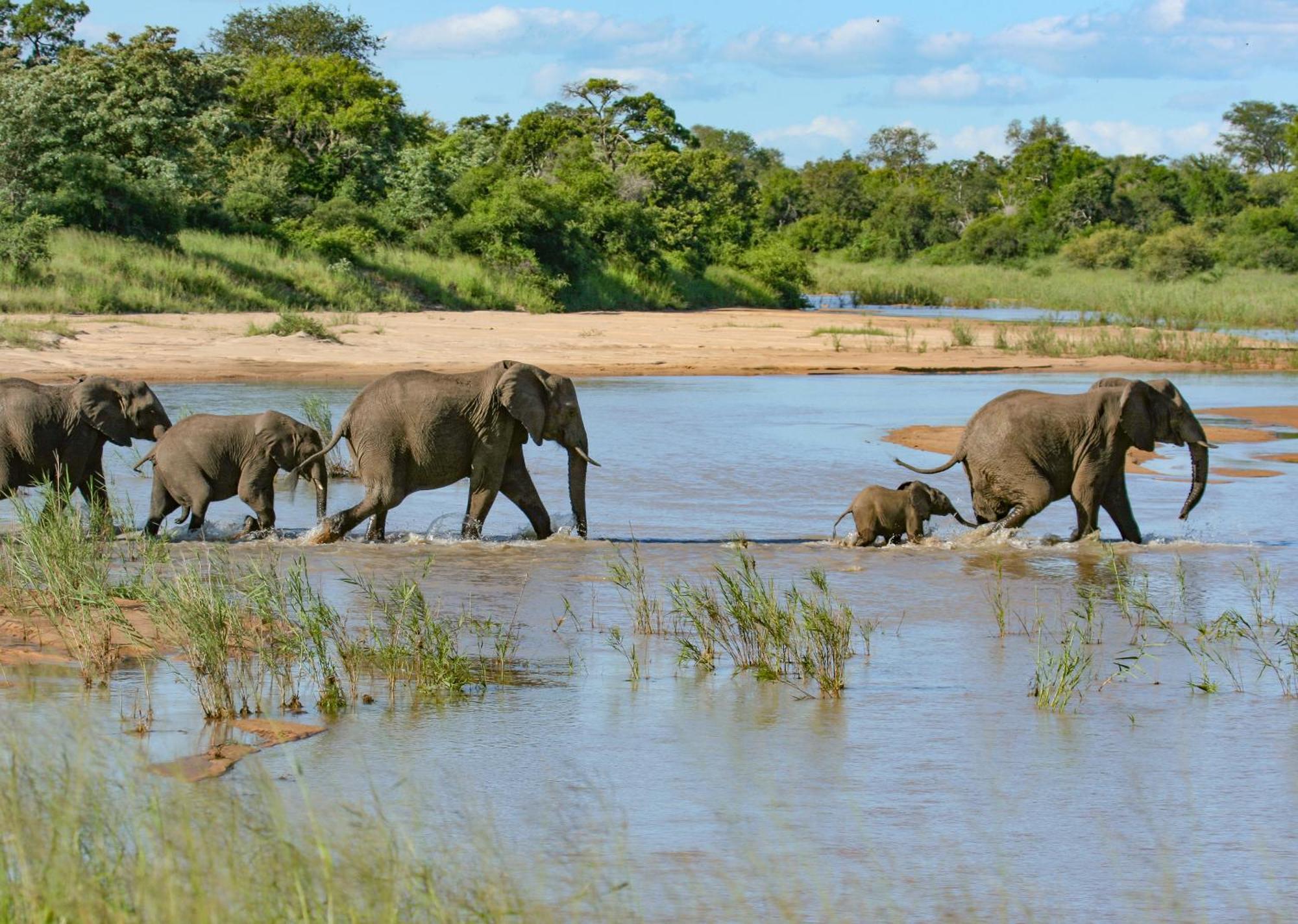 Mjejane Bush Camp By Dream Resorts Hectorspruit Zewnętrze zdjęcie