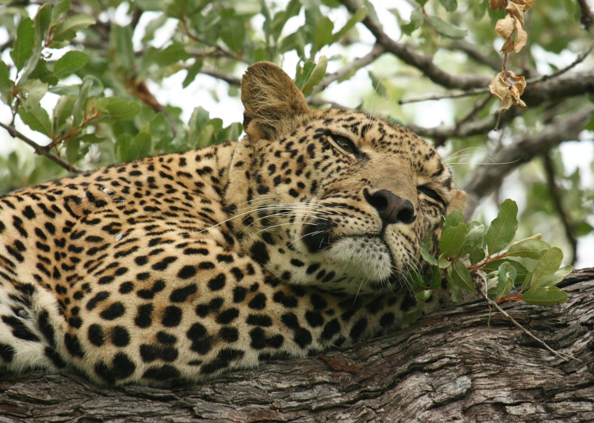 Mjejane Bush Camp By Dream Resorts Hectorspruit Zewnętrze zdjęcie