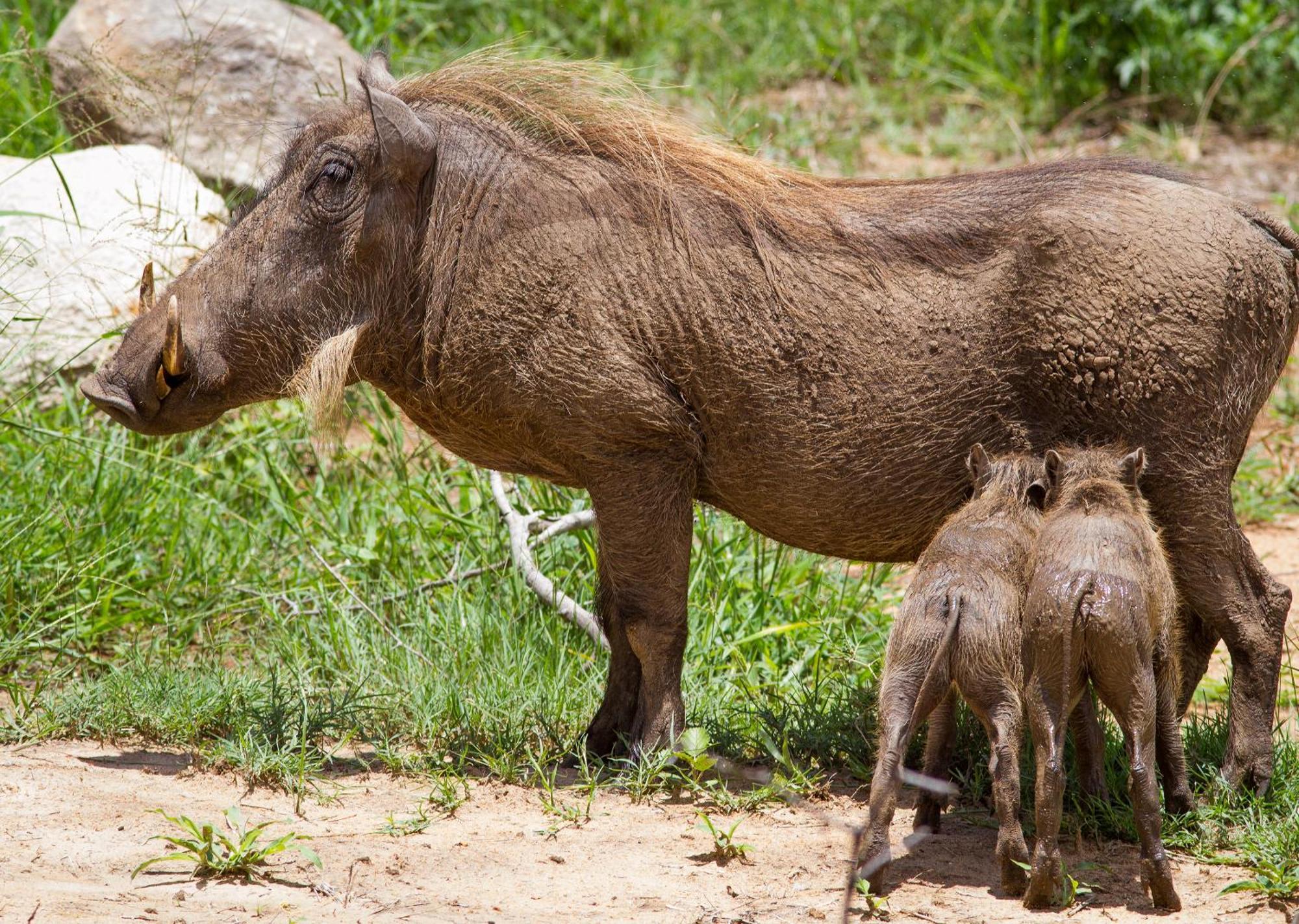 Mjejane Bush Camp By Dream Resorts Hectorspruit Zewnętrze zdjęcie