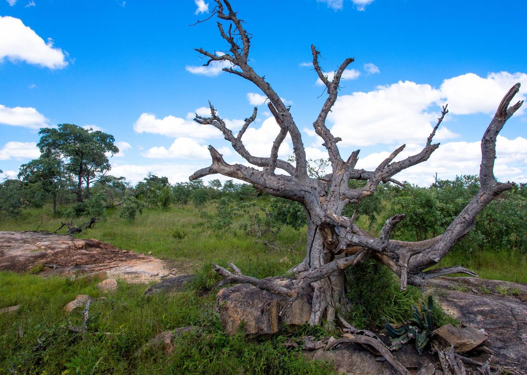 Mjejane Bush Camp By Dream Resorts Hectorspruit Zewnętrze zdjęcie